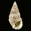 To Conchology (Cerithium litteratum)