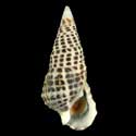 To Conchology (Cerithium litteratum)