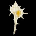 To Conchology (Vokesimurex anniae)