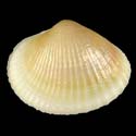 To Conchology (Monodacna colorata)
