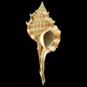 To Conchology (Vokesimurex malabaricus)