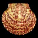 To Conchology (Argopecten gibbus BROWN)