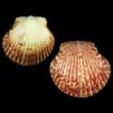 To Conchology (Argopecten gibbus BROWN)