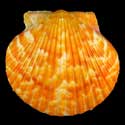 To Conchology (Argopecten gibbus ORANGE)