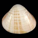 To Conchology (Tivela byronensis)