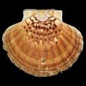 To Conchology (Pecten maximus LARGE)
