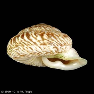 Shell Encyclopedia - Conchological MegaDatabase Iconographic