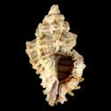To Conchology (Favartia garrettii)