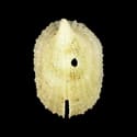 To Conchology (Emarginula connelli)