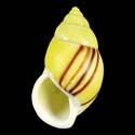 To Conchology (Amphidromus heerianus SINISTRAL YELLOW)