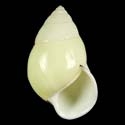 To Conchology (Amphidromus heerianus DEXTRAL LEMON)