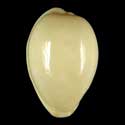 To Conchology (Notocypraea angustata OVERGLAZE)