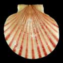 To Conchology (Aequipecten glyptus)