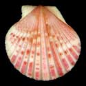 To Conchology (Aequipecten commutatus commutatus SPECIAL COLOR)