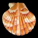 To Conchology (Aequipecten commutatus commutatus ORANGE)