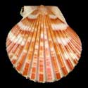 To Conchology (Aequipecten commutatus commutatus SPECIAL COLOR)
