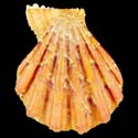 To Conchology (Manupecten pesfelis CANARY FORM ORANGE)