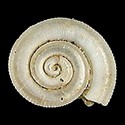 To Conchology (Pseudomalaxis obolos)