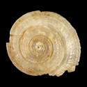 To Conchology (Pseudomalaxis obolos)