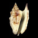 To Conchology (Euprotomus iredalei LARGE)