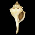 To Conchology (Africofusus africanus)