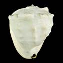 To Conchology (Cassis madagascariensis)