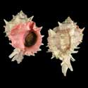 To Conchology (Hexaplex erythrostomus GIANT)