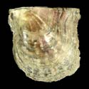 To Conchology (Pinctada imbricata fucata)