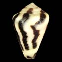 To Conchology (Virroconus ebraeus FREAK)