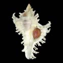 To Conchology (Chicoreus brunneus SPECIAL COLOR)
