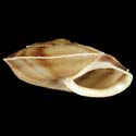 To Conchology (Helicigona lapicida andorrica)