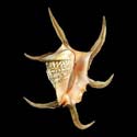 To Conchology (Harpago chiragra GIANT)