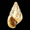 To Conchology (Orthalicus bensoni)