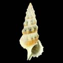 To Conchology (Cerithium columna RED)