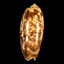 To Conchology (Oliva miniacea miniacea FREAK)