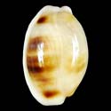 To Conchology (Palmadusta asellus asellus FREAK)