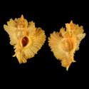 To Conchology (Chicoreus loebbeckei YELLOW)