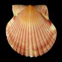 To Conchology (Argopecten gibbus)