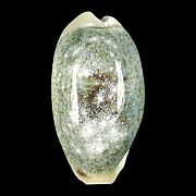 To Conchology (Erronea errones OVERGLAZE)