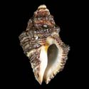 To Conchology (Semiricinula squamigera)