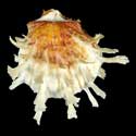 To Conchology (Spondylus foliaceus SPECIAL COLOR)