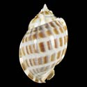 To Conchology (Phalium areola FREAK)