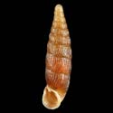 To Conchology (Clausilia cruciata cruciata)