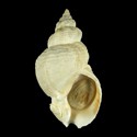 To Conchology (Buccinum undatum LARGE)