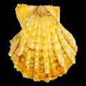 To Conchology (Scaeochlamys livida ORANGE)