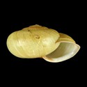 To Conchology (Euhadra sandai communis)