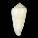To Conchology (Pionoconus consors ALBINO)
