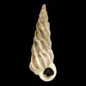 To Conchology (Boreoscala greenlandica)