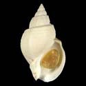 To Conchology (Buccinum undatum CARINATE WHORLS)