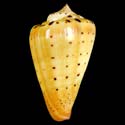 To Conchology (Dendroconus betulinus FREAK)